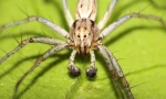 Spider-nyanka